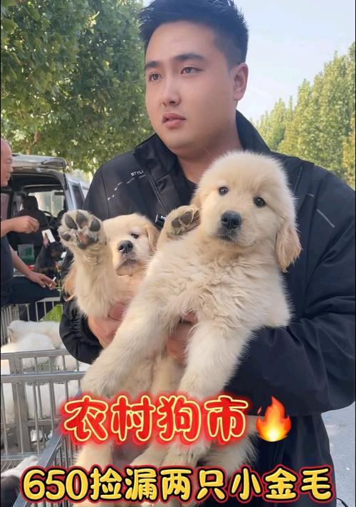 金毛幼犬期的关键发展阶段（探索金毛幼犬期的成长特征和培养要点）