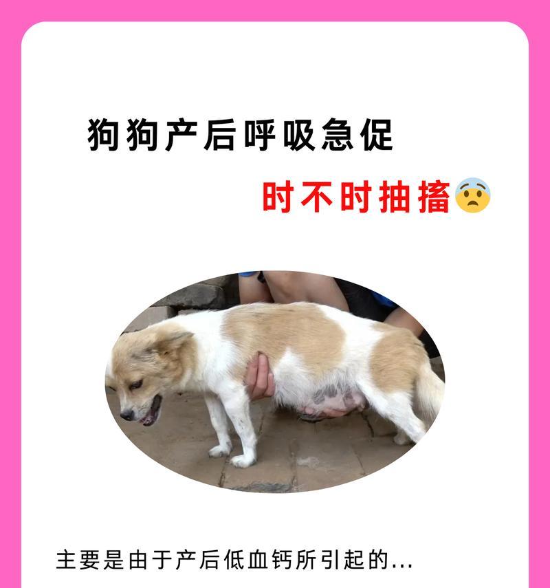 狗狗顺产后恢复正常的时间与方法（了解狗狗顺产恢复时间的重要性）