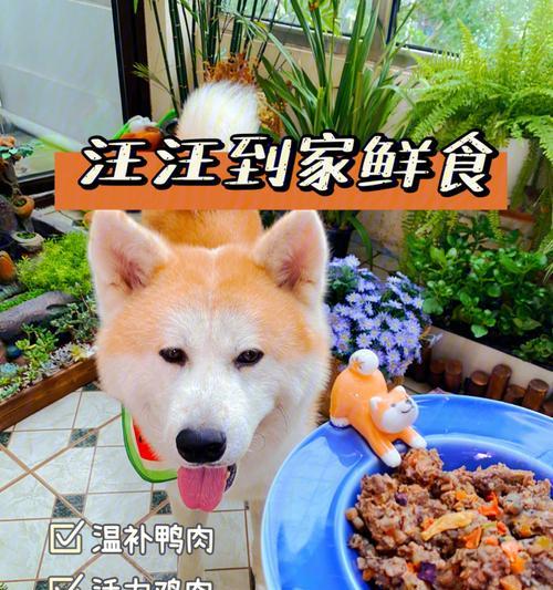 狗狗运动后多久可以吃饭？（正确的饮食时间对狗狗健康至关重要！）