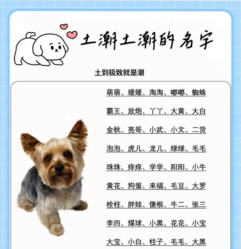 女狗取名的创意与灵感（女狗的名字，给她们一个独特的身份标识）