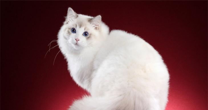 布偶猫毛长需要多久？（布偶猫毛发生长周期、护理和美容关键技巧）