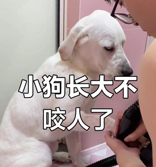 拉布拉多买回来多久能洗澡？（了解适宜洗澡时间，呵护拉布拉多健康）