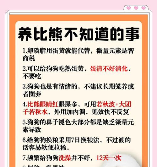 比熊幼犬的喂养和照顾指南（1个月幼犬比熊的全面护理与培养）