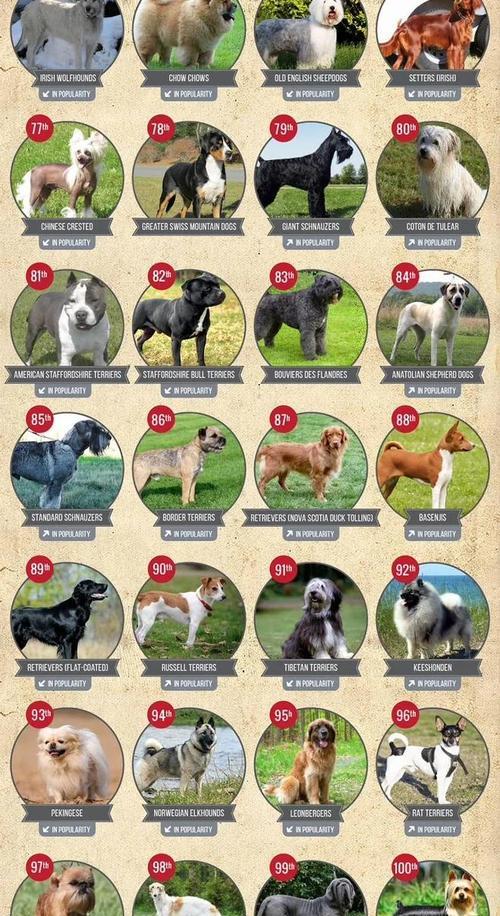 拉布拉多贵宾犬的培育者忏悔（揭开拉布拉多贵宾犬的起源之谜）