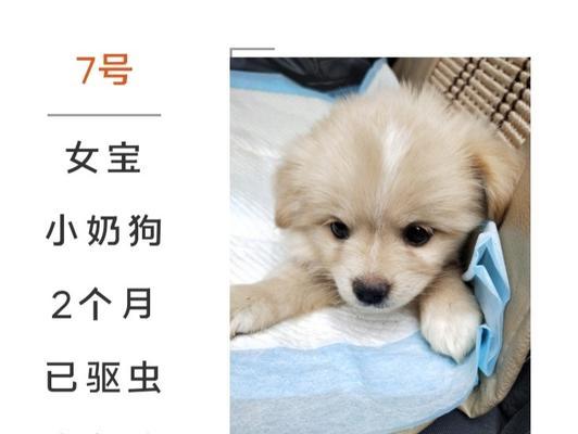如何确定新领养的狗狗洗澡的频率（了解你的新伙伴的洗澡需求，以确保它们健康和快乐）