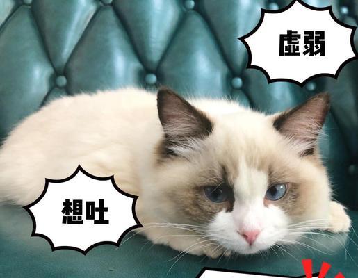 猫咪干呕的原因及解决方法（探究猫咪干呕的原因及如何应对）