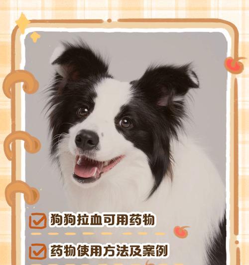 狗狗吃完思密达后多久可以进食？（探究狗狗饭后进食的最佳时间）