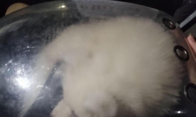 细小狗狗（探索细小狗狗现象）