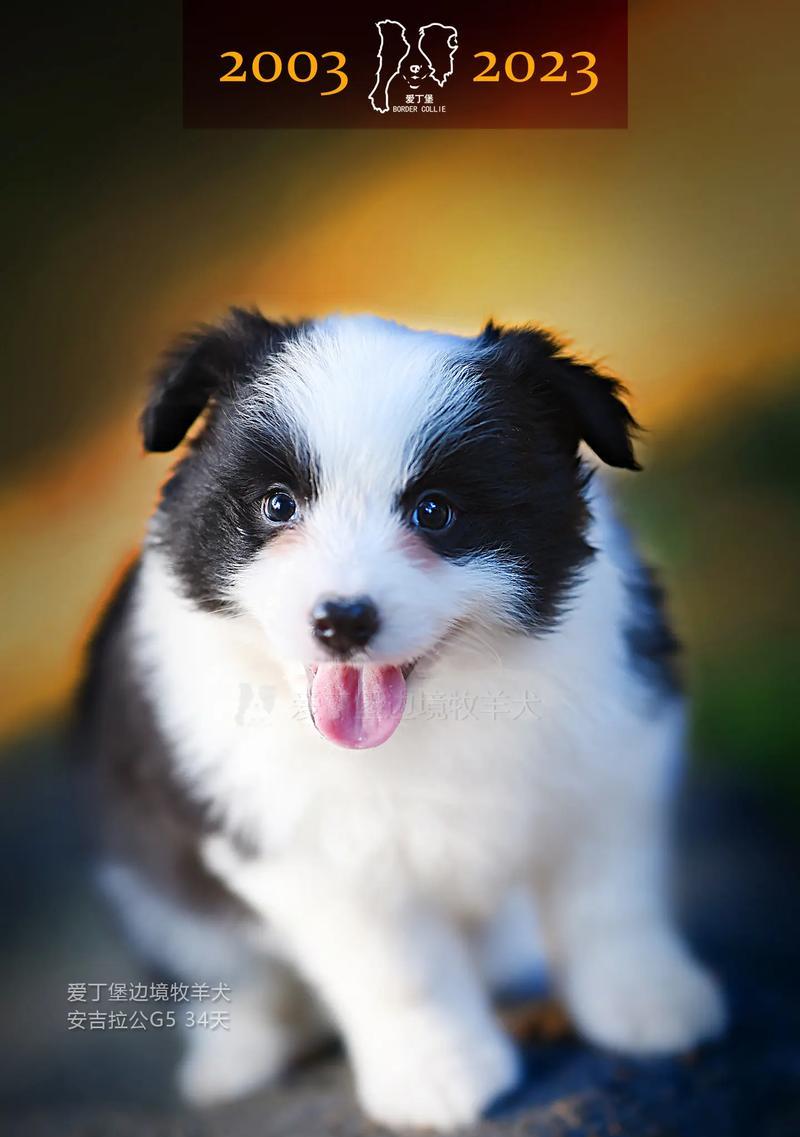边境牧羊犬价格分析（边境牧羊犬价格的关键因素及市场趋势）