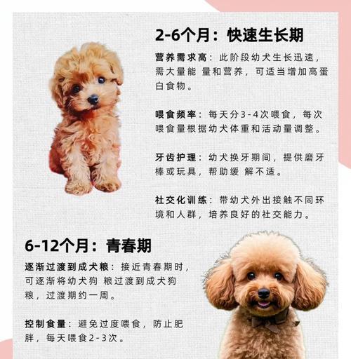 宠物泰迪每多久需要驱虫？（宠物泰迪的健康与虫的关系解析）