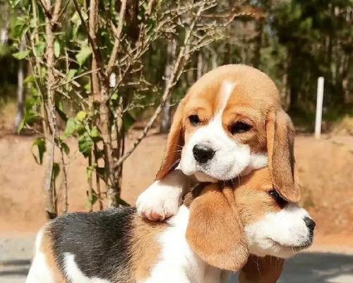 比格犬的寿命及其影响因素（了解比格犬寿命的关键要素和如何延长它们的生命）
