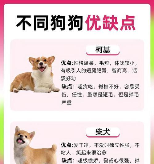 常见狗狗价格表（不同品种的狗狗售价及入手成本一览）