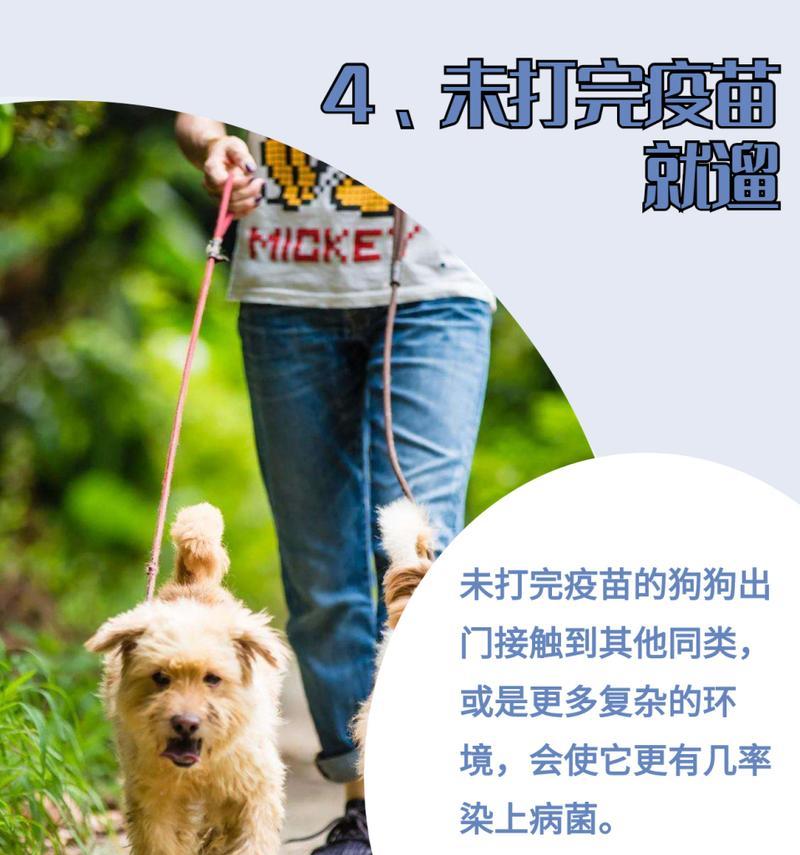 狗狗疫苗注射后的合适遛狗时间（保护宠物健康的关键时刻）