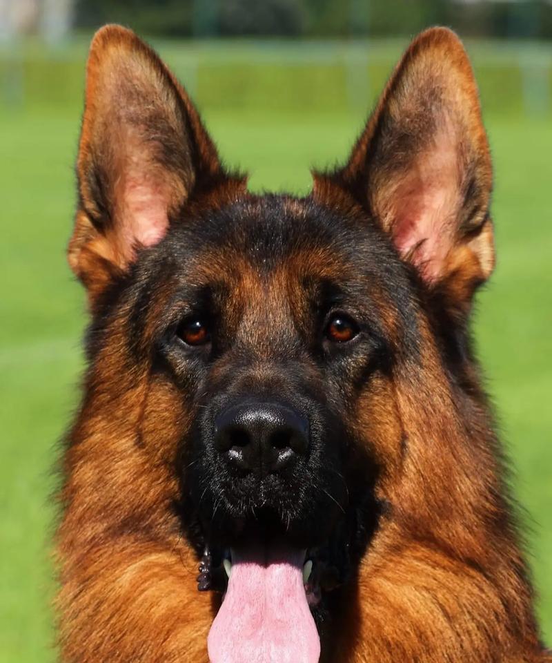 常见的大型犬品种及其特点（了解大型犬品种，选择适合你的伴侣）