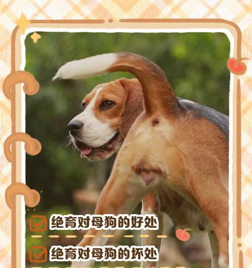母狗绝育后需要多久恢复？（探究母狗绝育手术后身体恢复的时间和注意事项）