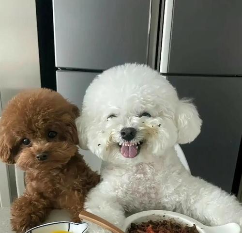 泰迪犬的饲养技巧（幼犬和成犬的饮食需求及喂食方法）