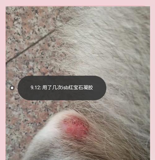治疗狗狗放线菌病的两种方法（舔伤口不仅无效消毒还可能引发疾病）