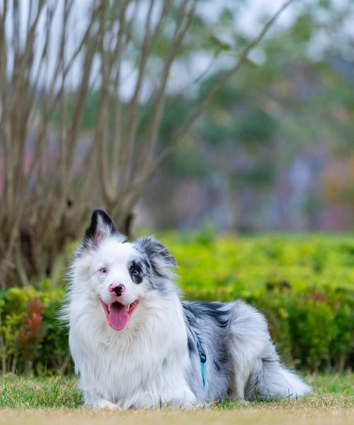 边境牧羊犬养狗之道（了解边牧，为你和你的狗带来更多的快乐）