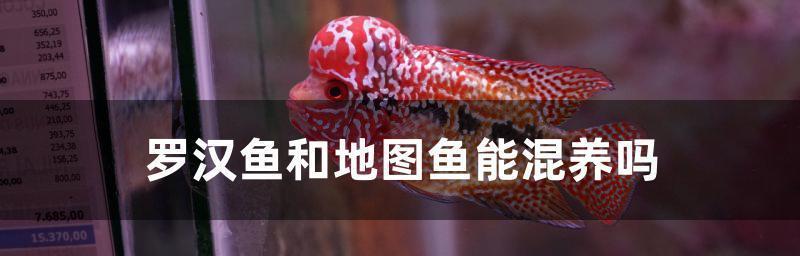如何正确给罗汉鱼换水？（罗汉鱼换水步骤详解，让你成为专业宠物饲养者）