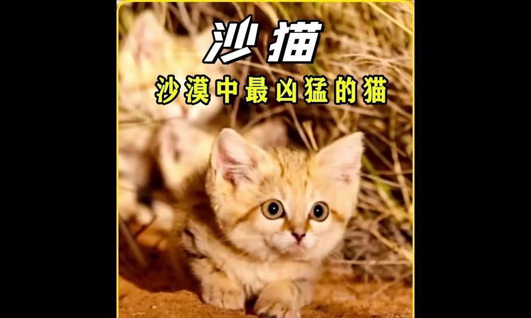 世界上哪些动物以声音沙哑为主（探索声音沙哑动物的奥秘）
