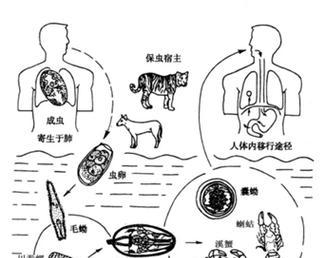 体内有虫的症状及应对方法（探寻身体是否潜伏着害虫的12个明显症状）