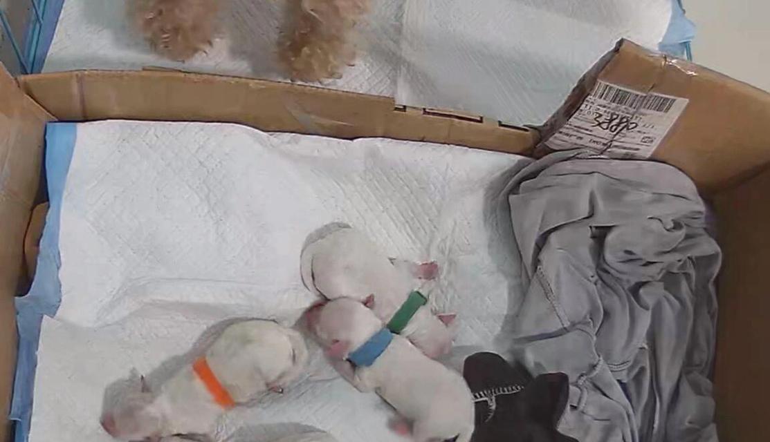 泰迪初次怀孕（探寻泰迪犬首胎怀孕及生产的过程和细节）
