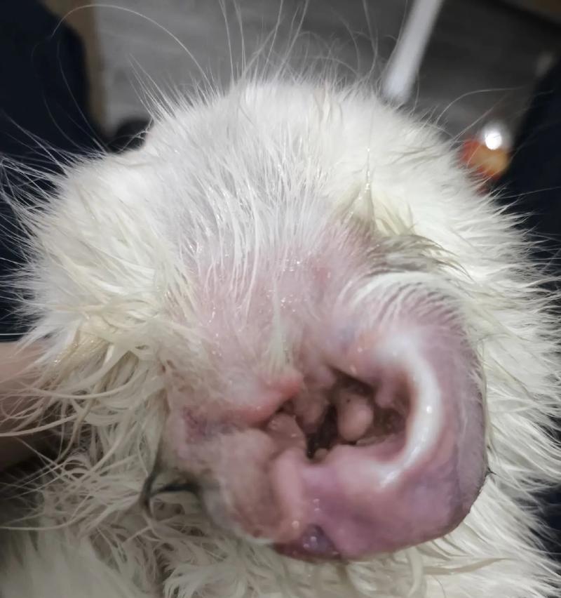 猫咪耳螨的清除方法与必要性（猫咪耳螨应及时去医院清洗，预防和治疗更加有效）