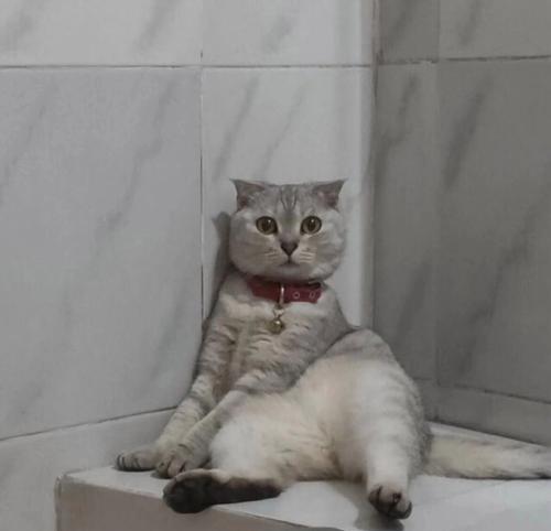 揭秘猫咪的五种恐惧反应，探究它们内心的世界（一触即发的时刻，猫咪心头的恐慌与不安）