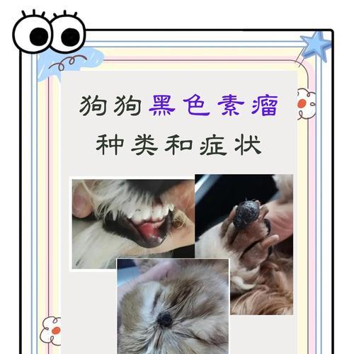 狗狗眼睛肿瘤症状详解（了解并警惕狗狗眼睛肿瘤的症状）
