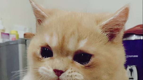 猫咪常流眼泪怎么办？（探寻猫咪流泪的原因及处理方法）