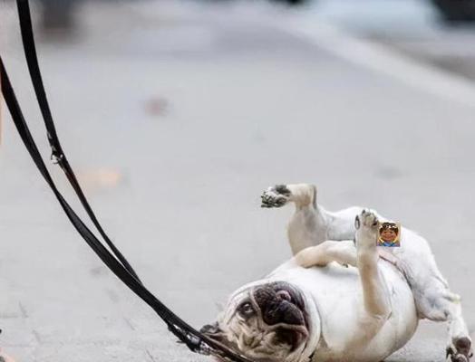 狗狗的撒娇行为解析（探究狗狗撒娇的原因和表现）