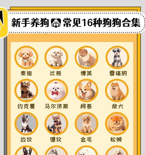 长寿又好养的小型犬推荐（为你介绍几种寿命长且易于养护的小型犬）