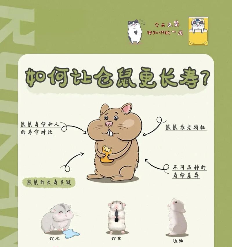 仓鼠生崽后的照顾指南（关注母仓鼠的健康及幼仓鼠的成长）