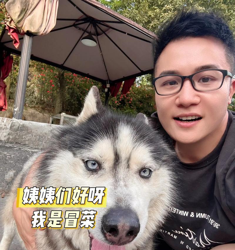 从行为看哈士奇生病了（探究哈士奇生病的行为特征及其可能的原因）