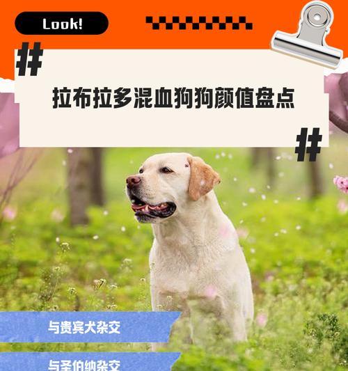 养拉布拉多犬需要了解的缺点与注意事项（了解拉布拉多犬的缺点与养护要点，让你的宠物生活更完美）