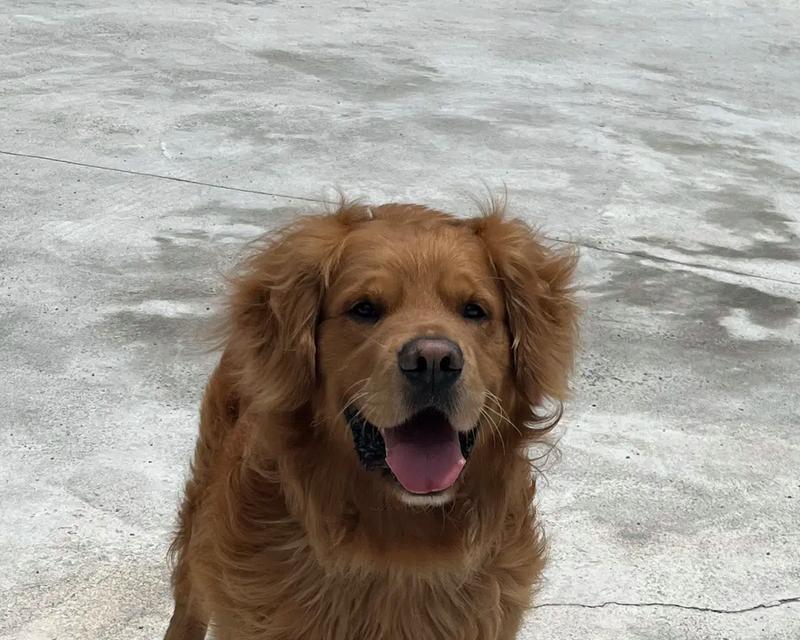 拉布拉多犬的寿命有多长？（探究拉布拉多犬的寿命、生命周期以及影响因素）