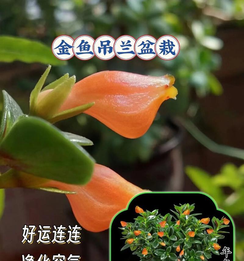 如何轻松养好金鱼（掌握这五点让养鱼变得简单易行）