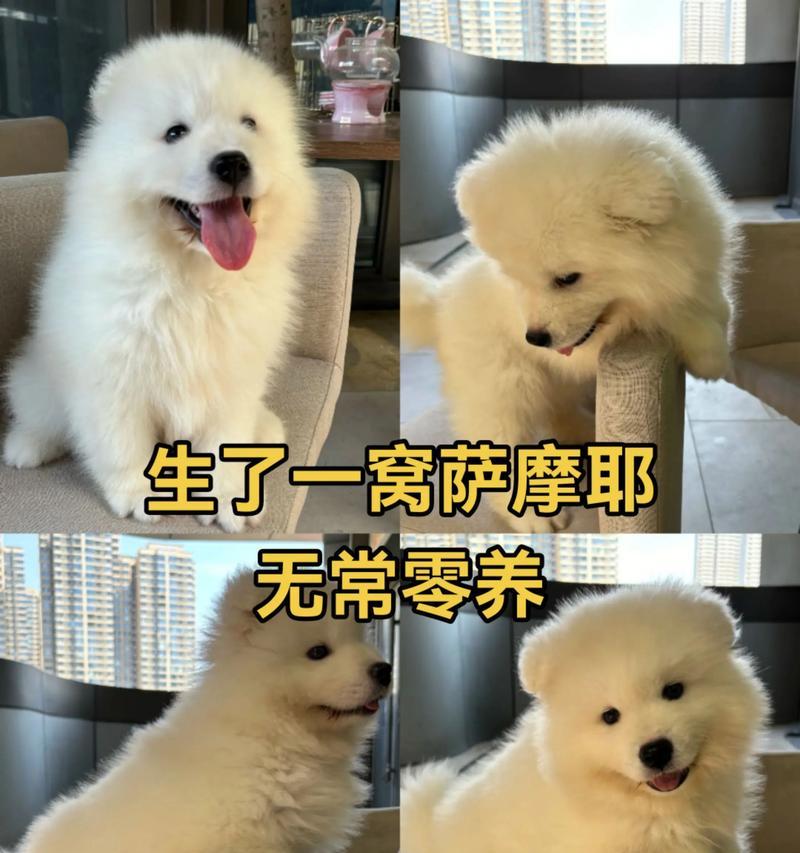 萨摩耶犬价格揭秘（探究萨摩耶犬市场行情，你想要的答案都在这里）