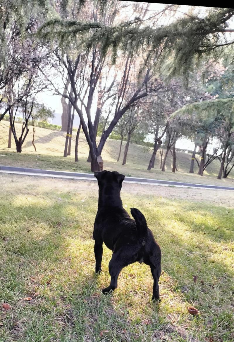 小型肌肉犬（探索小型肌肉犬的独特特征与魅力）