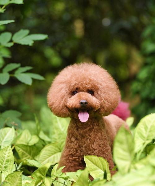 如何正确喂养泰迪狗幼犬（泰迪狗幼犬的营养需求和饮食习惯）