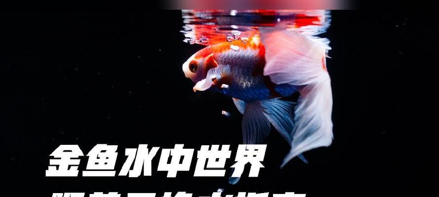 金鱼养殖之水质困多久？（影响金鱼养殖水质困的关键因素及解决方案）