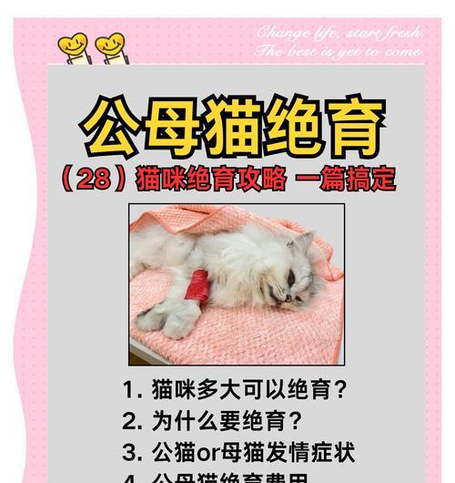 母猫绝育手术后多久可以不戴圈？（绝育手术后恢复期及圈的使用时长）