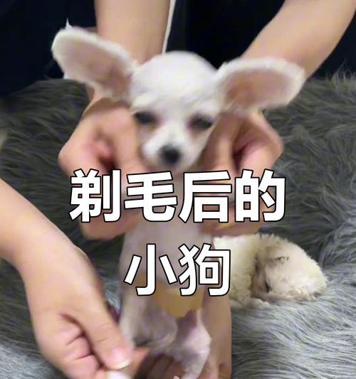狗狗剃毛后多久可以出去？（宠物狗狗剃毛后需要注意的事项和时间安排）