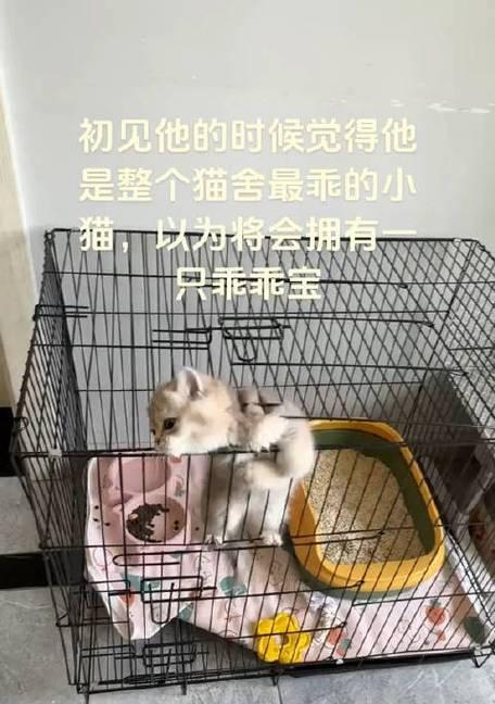 长期笼养猫是否有益于猫咪的幸福与健康？