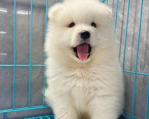 萨摩犬毛发更新周期及特点（探究萨摩犬换毛频率与毛发生长速度，了解毛发更新的影响因素）