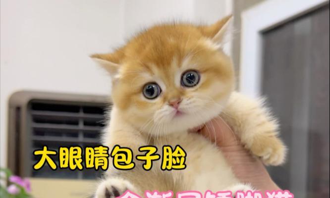 包子脸猫的品种及特点（探索包子脸猫的多样性和魅力）