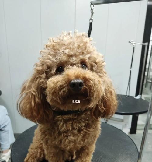 泰迪犬的造型艺术与命名之美（探索泰迪犬不同造型的各具特色名称）