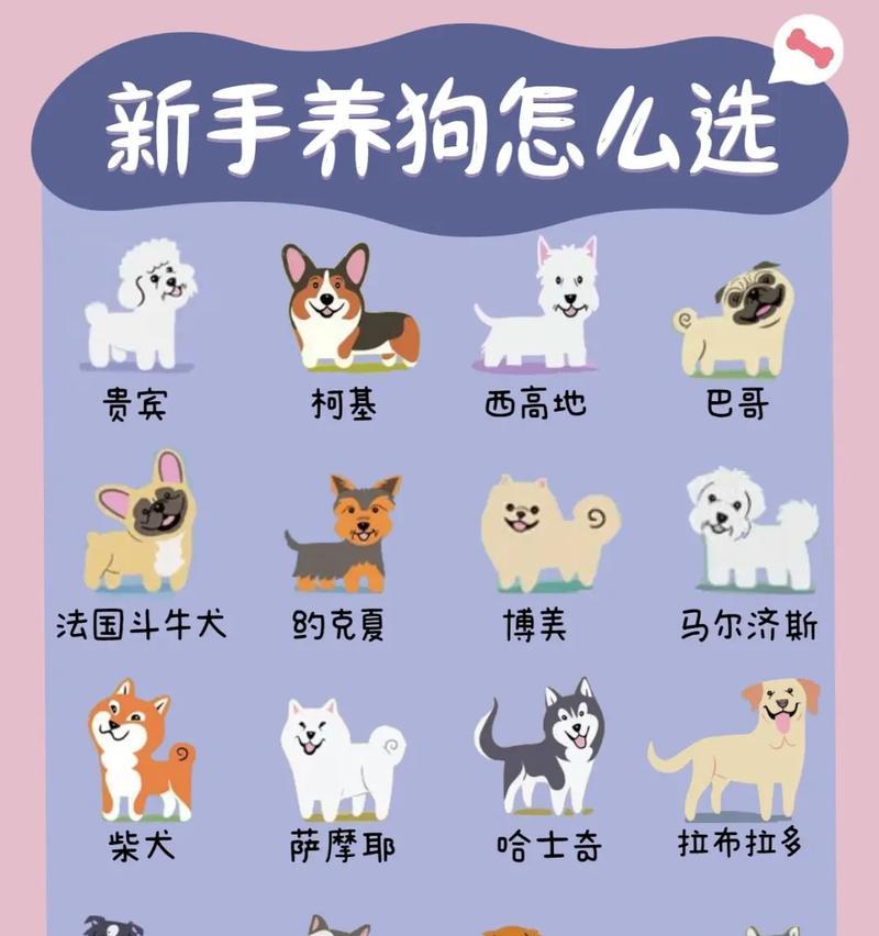 宠物狗大全——品种、价格、选择指南（了解不同品种的狗狗及其价格，为你找到适合的宠物伙伴）
