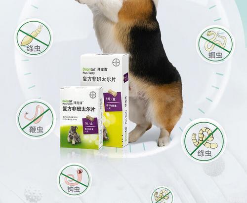 狗饭后多久吃拜宠清的最佳时机（拜宠清为狗提供健康消化）