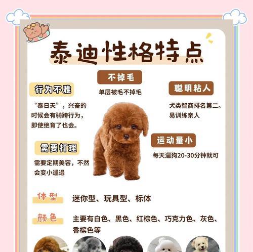 泰迪犬换牙期的护理指南（宠物主人如何关注泰迪犬的换牙期？——）